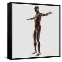 Anatomy of Male Muscular System, Side View-null-Framed Stretched Canvas