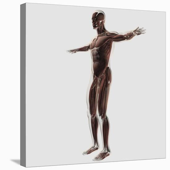 Anatomy of Male Muscular System, Side View-null-Stretched Canvas