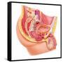 Anatomy of Male Reproductive Syste-null-Framed Stretched Canvas