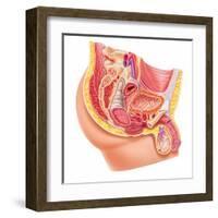 Anatomy of Male Reproductive Syste-null-Framed Art Print