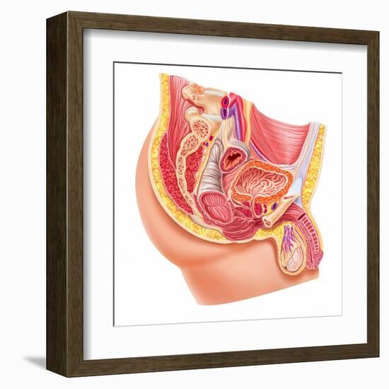 Anatomy of Male Reproductive Syste-null-Framed Art Print