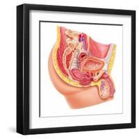 Anatomy of Male Reproductive Syste-null-Framed Art Print