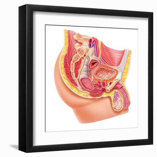 Anatomy of Male Reproductive Syste-null-Framed Art Print