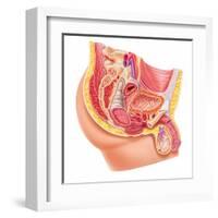 Anatomy of Male Reproductive Syste-null-Framed Art Print