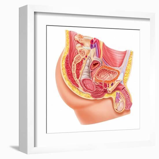 Anatomy of Male Reproductive Syste-null-Framed Art Print