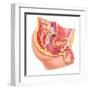 Anatomy of Male Reproductive Syste-null-Framed Art Print