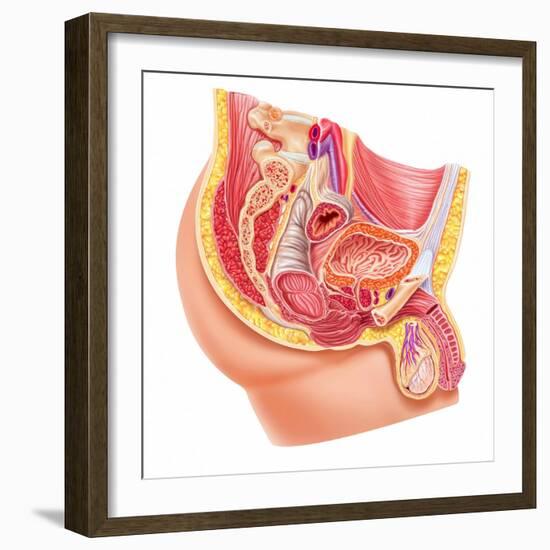 Anatomy of Male Reproductive Syste-null-Framed Art Print