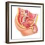 Anatomy of Male Reproductive Syste-null-Framed Art Print