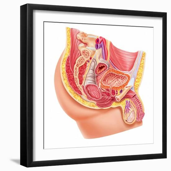 Anatomy of Male Reproductive Syste-null-Framed Art Print