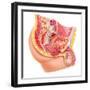 Anatomy of Male Reproductive Syste-null-Framed Art Print