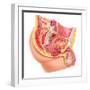 Anatomy of Male Reproductive Syste-null-Framed Art Print