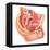 Anatomy of Male Reproductive Syste-null-Framed Stretched Canvas