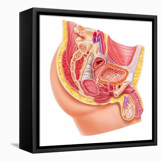 Anatomy of Male Reproductive Syste-null-Framed Stretched Canvas