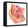 Anatomy of Male Reproductive Syste-null-Framed Stretched Canvas