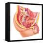 Anatomy of Male Reproductive Syste-null-Framed Stretched Canvas