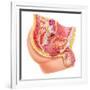 Anatomy of Male Reproductive Syste-null-Framed Art Print