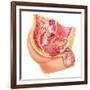 Anatomy of Male Reproductive Syste-null-Framed Art Print