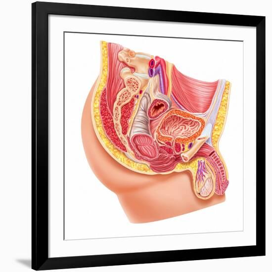 Anatomy of Male Reproductive Syste-null-Framed Art Print