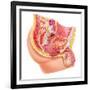 Anatomy of Male Reproductive Syste-null-Framed Art Print