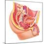 Anatomy of Male Reproductive Syste-null-Mounted Art Print