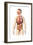 Anatomy of Male Respiratory and Digestive Systems-null-Framed Art Print
