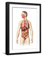 Anatomy of Male Respiratory and Digestive Systems-null-Framed Art Print