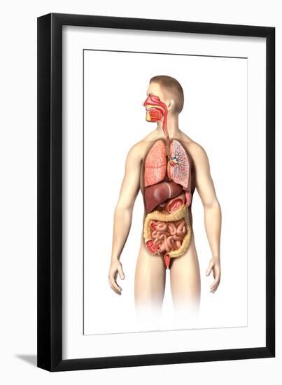 Anatomy of Male Respiratory and Digestive Systems-null-Framed Art Print