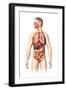 Anatomy of Male Respiratory and Digestive Systems-null-Framed Art Print