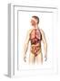 Anatomy of Male Respiratory and Digestive Systems-null-Framed Art Print