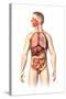 Anatomy of Male Respiratory and Digestive Systems-null-Stretched Canvas