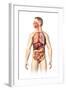 Anatomy of Male Respiratory and Digestive Systems-null-Framed Art Print