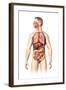 Anatomy of Male Respiratory and Digestive Systems-null-Framed Art Print