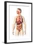 Anatomy of Male Respiratory and Digestive Systems-null-Framed Art Print