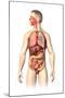 Anatomy of Male Respiratory and Digestive Systems-null-Mounted Art Print