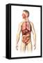 Anatomy of Male Respiratory and Digestive Systems-null-Framed Stretched Canvas