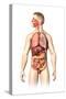Anatomy of Male Respiratory and Digestive Systems-null-Stretched Canvas