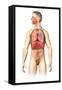 Anatomy of Male Respiratory System and Internal Organs-null-Framed Stretched Canvas