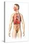 Anatomy of Male Respiratory System and Internal Organs-null-Stretched Canvas