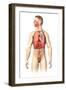 Anatomy of Male Respiratory System and Internal Organs-null-Framed Art Print