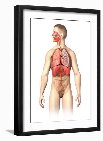 Anatomy of Male Respiratory System and Internal Organs-null-Framed Art Print