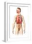 Anatomy of Male Respiratory System and Internal Organs-null-Framed Art Print