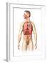 Anatomy of Male Respiratory System and Internal Organs-null-Framed Art Print