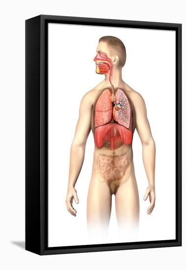 Anatomy of Male Respiratory System and Internal Organs-null-Framed Stretched Canvas