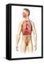 Anatomy of Male Respiratory System and Internal Organs-null-Framed Stretched Canvas