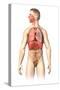 Anatomy of Male Respiratory System and Internal Organs-null-Stretched Canvas