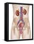 Anatomy of Male Urinary System-Stocktrek Images-Framed Stretched Canvas