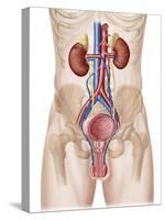 Anatomy of Male Urinary System-Stocktrek Images-Stretched Canvas