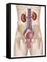 Anatomy of Male Urinary System-Stocktrek Images-Framed Stretched Canvas