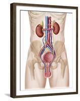 Anatomy of Male Urinary System-Stocktrek Images-Framed Premium Photographic Print