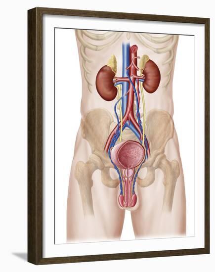 Anatomy of Male Urinary System-Stocktrek Images-Framed Premium Photographic Print